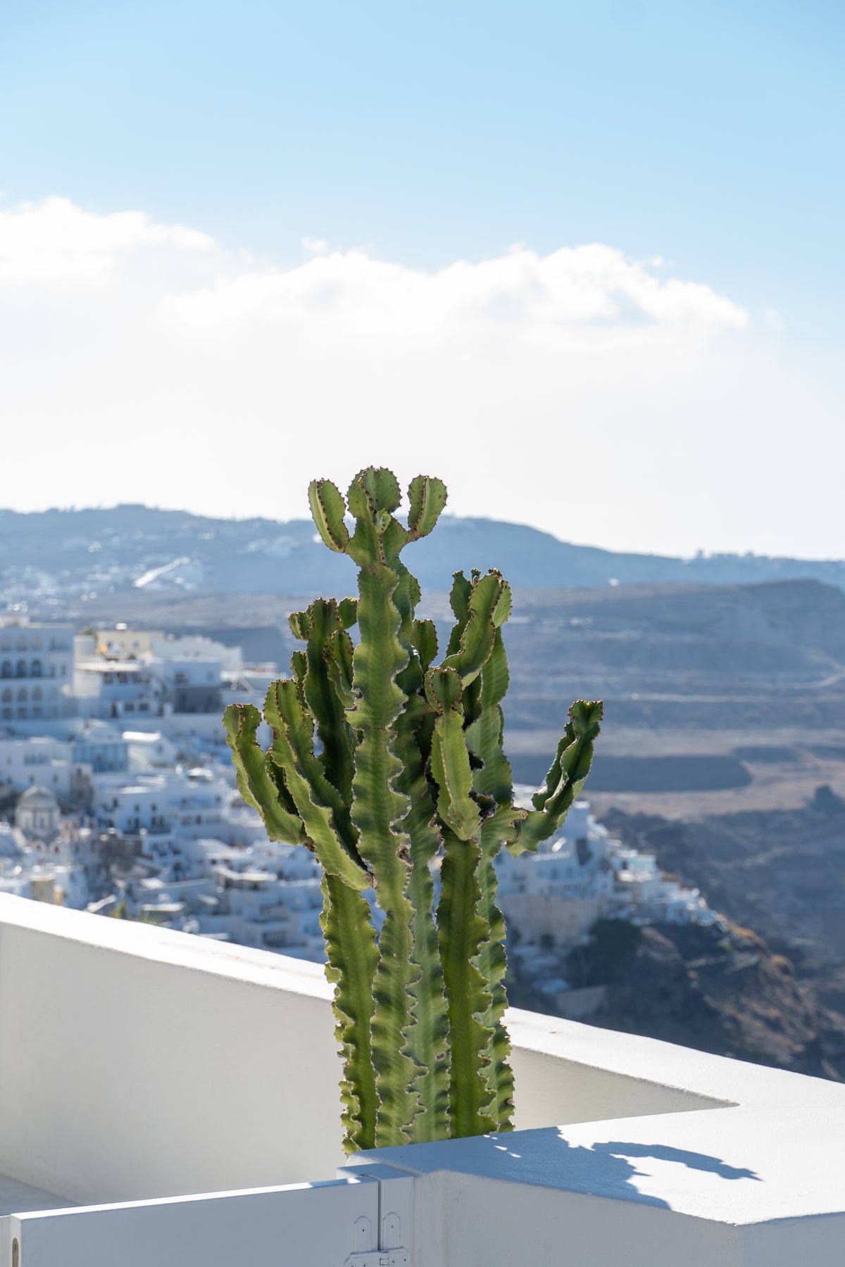 Santorini cactus